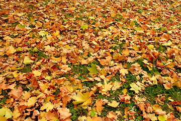Image showing beautiful yellow leaves on the ground