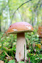 Image showing Beautiful and small cep in the grass