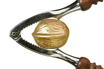 Image showing Golden walnut