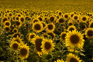 Image showing Sunflower field