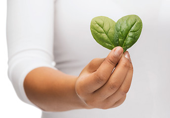 Image showing closeup woman hand with green sprout