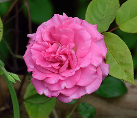 Image showing Rosa;  Zephirine Drouhin.