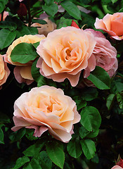 Image showing Rosa; Romantic Dream