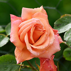 Image showing PINK ROSE.