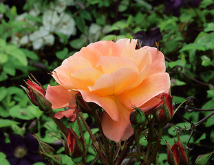 Image showing Rosa; Romantic Dream