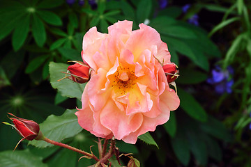 Image showing Rosa; Romantic Dream