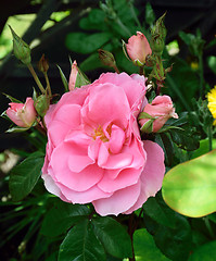 Image showing Rosa; Pink Pearl