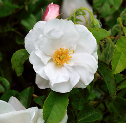 Image showing White rose