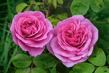 Image showing Rosa; Gertrude Jekyll.