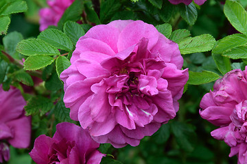 Image showing Rugosa Rose