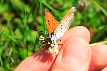 Image showing Butterfly in hands