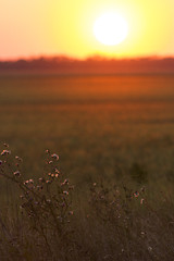 Image showing Rural sunset