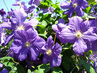 Image showing beautiful blue flowers of clematis