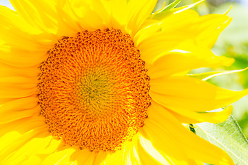 Image showing Sunflower center