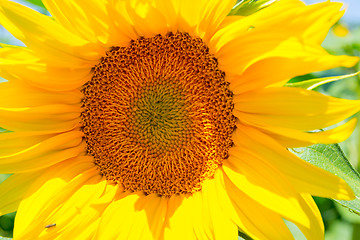 Image showing Sunflower