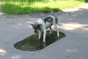 Image showing Big dog slaking its thirst in pool