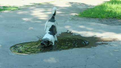 Image showing Big dog slaking its thirst in pool