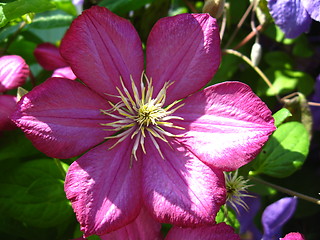 Image showing beautiful pink flowers of clematis