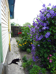 Image showing beautiful bush of blue clematis near the house