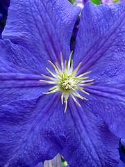 Image showing beautiful blue flower of clematis by close up