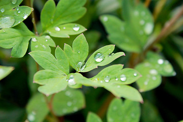 Image showing transparent drops of water on the green leaves