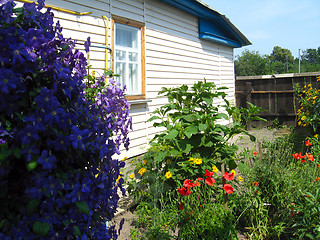 Image showing beautiful bush of blue clematis near the house