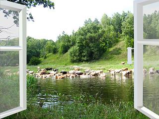 Image showing Landscape with the river and cows