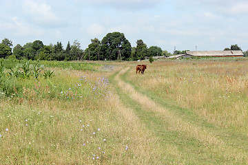 Image showing horse standing in the field near the road