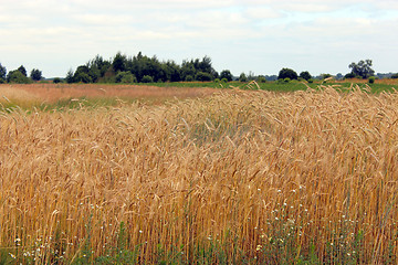 Image showing field of ripe wheat