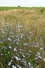 Image showing blue flower of Cichorium in the field