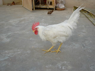 Image showing white cock