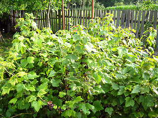 Image showing bushes of currant in the village