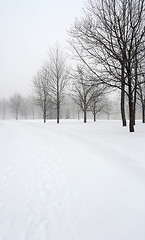 Image showing Snow covered alley in a winter park