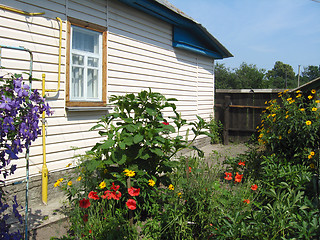 Image showing beautiful bush of blue clematis near the house