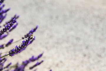 Image showing Lavander field