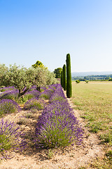 Image showing Lavander field