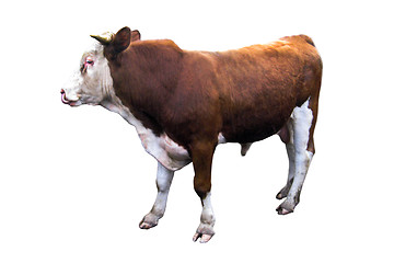 Image showing a bull isolated on the white background