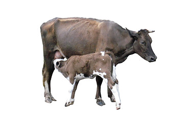 Image showing grey cow with calf isolated on the white