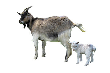 Image showing Goat and kid isolated on the white background