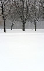 Image showing Trees during snowstorm