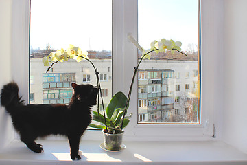 Image showing Black cat near the orchid on the window-sill
