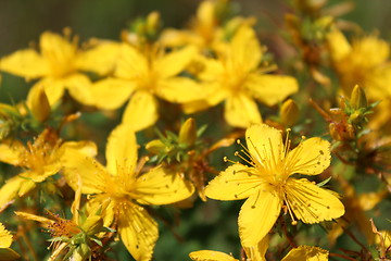 Image showing Yellow beautiful flowers of St.-John's wort