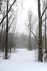 Image showing Winter forest landscape