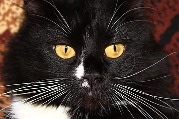 Image showing muzzle of black cat