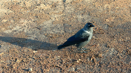 Image showing black jackdaw on the ground