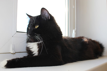 Image showing Black cat laying on the window-sill