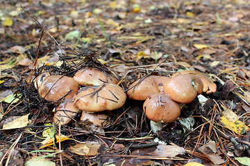 Image showing nice mushrooms of Suillus