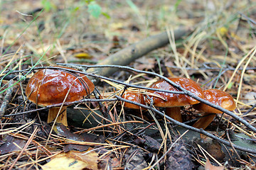 Image showing Beautiful mushroom of Boletus badius