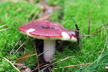 Image showing Beautiful mushroom of russula