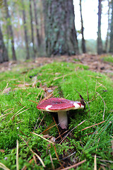 Image showing Beautiful mushroom of russula